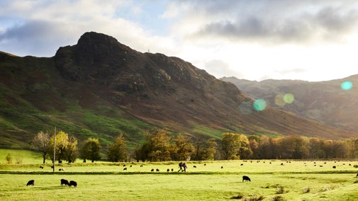 Two visitors walking in the Langdales surrounded by sheep and with mountains in the background